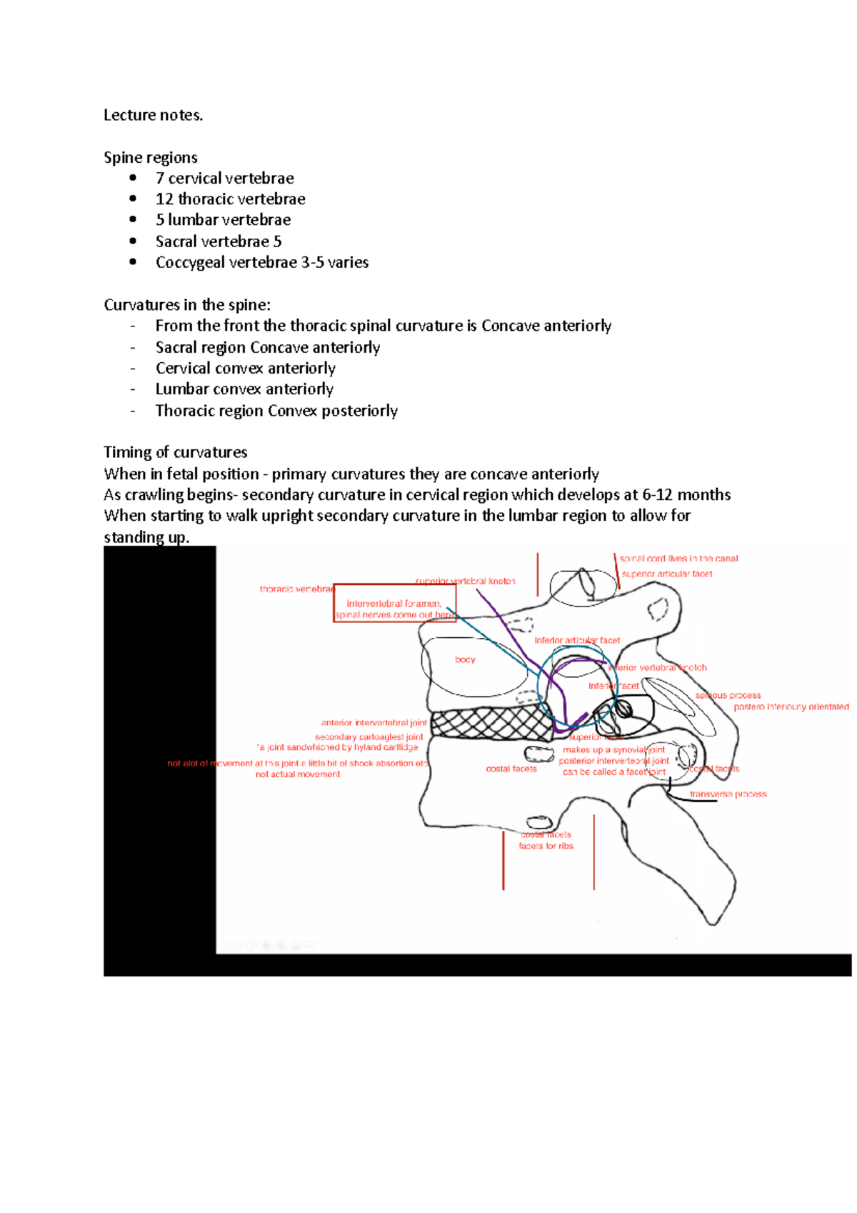 Lecture notes - Spine regions 7 cervical vertebrae 12 thoracic ...