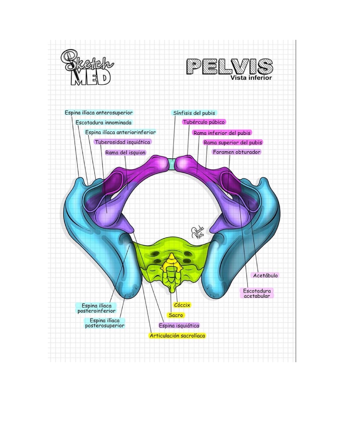 Tareas Anatomia - Estructura Y Funcion Del Cuerpo Humano - Studocu