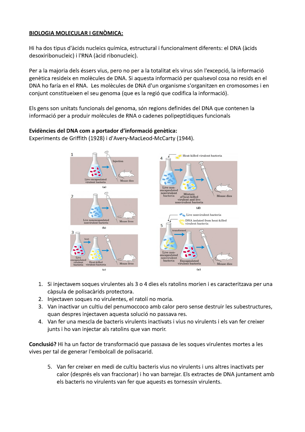 Primer Parcial Biomol Biologia Molecular I GenÒmica Hi Ha Dos Tipus Dàcids Nucleics Química