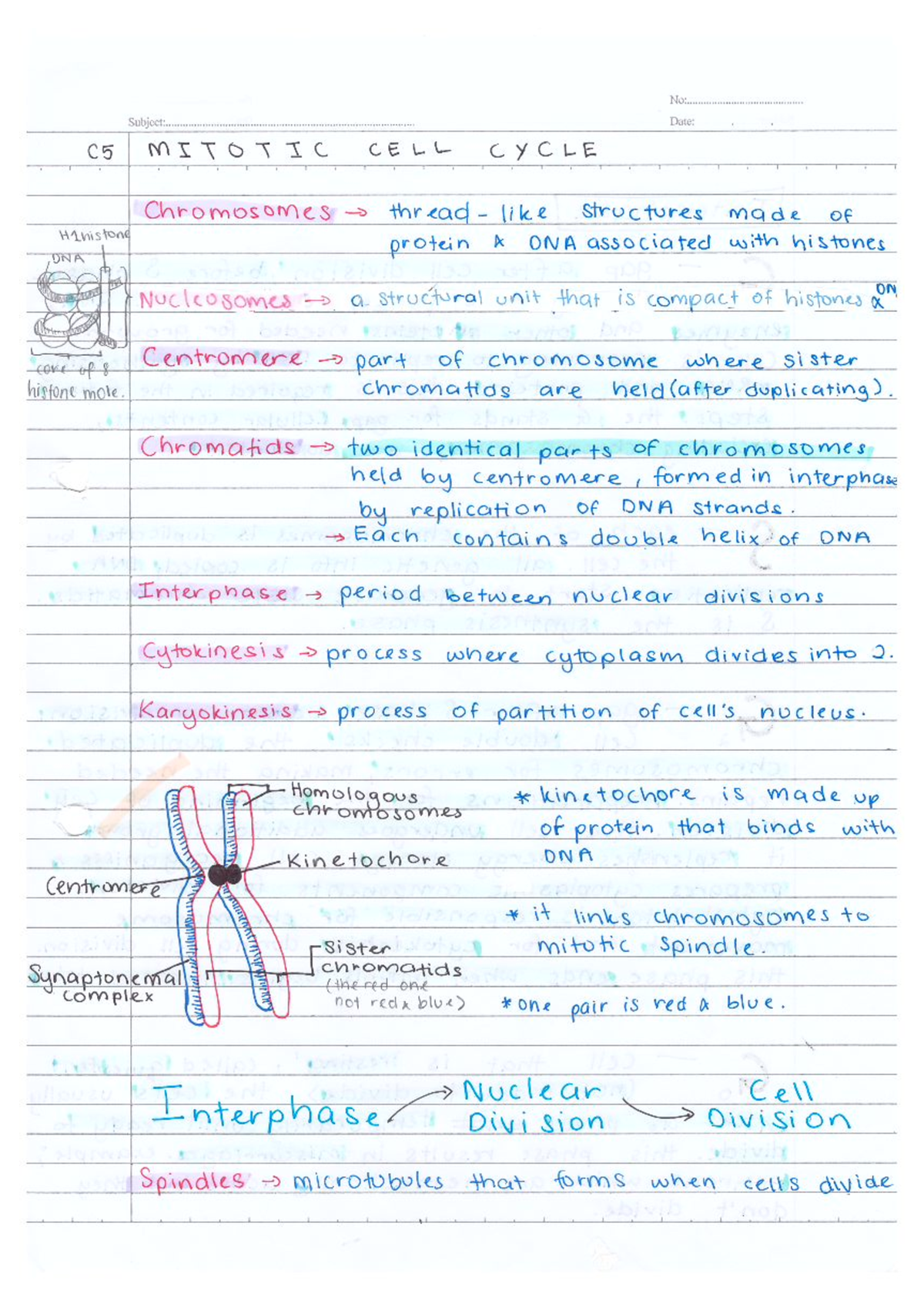 C5 Final - Chapter 5 - A Levels Biology - Studocu