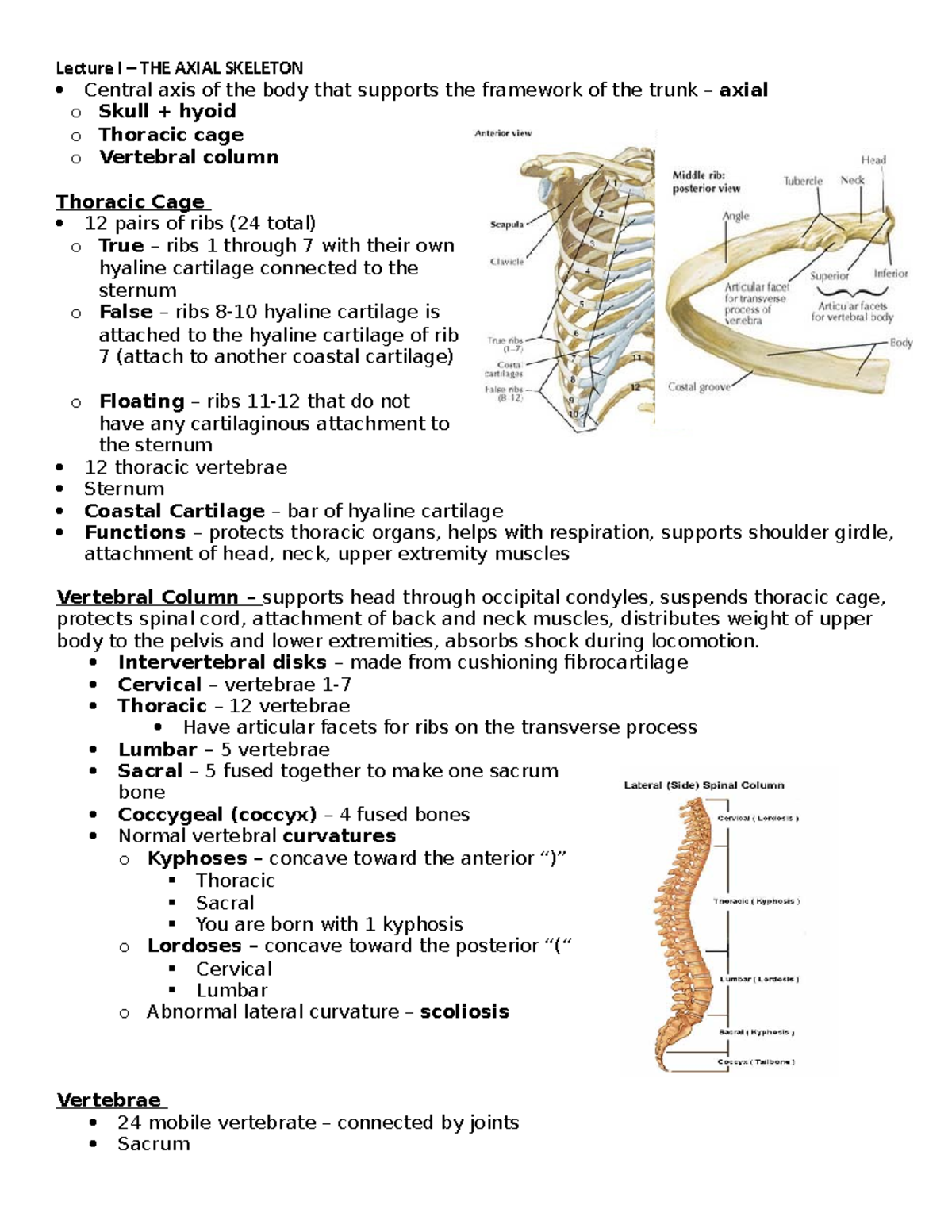 The axial skeleton - Lecture I – THE AXIAL SKELETON Central axis of the ...