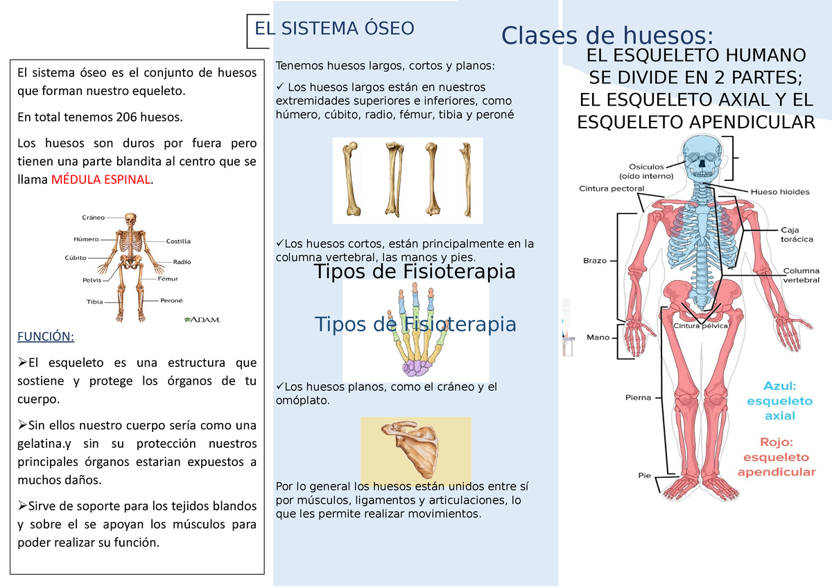 Sistema Oseo Triptico De Nada Tipos Deportiv A Geriatric A Pediatric A Neurolog Ica El