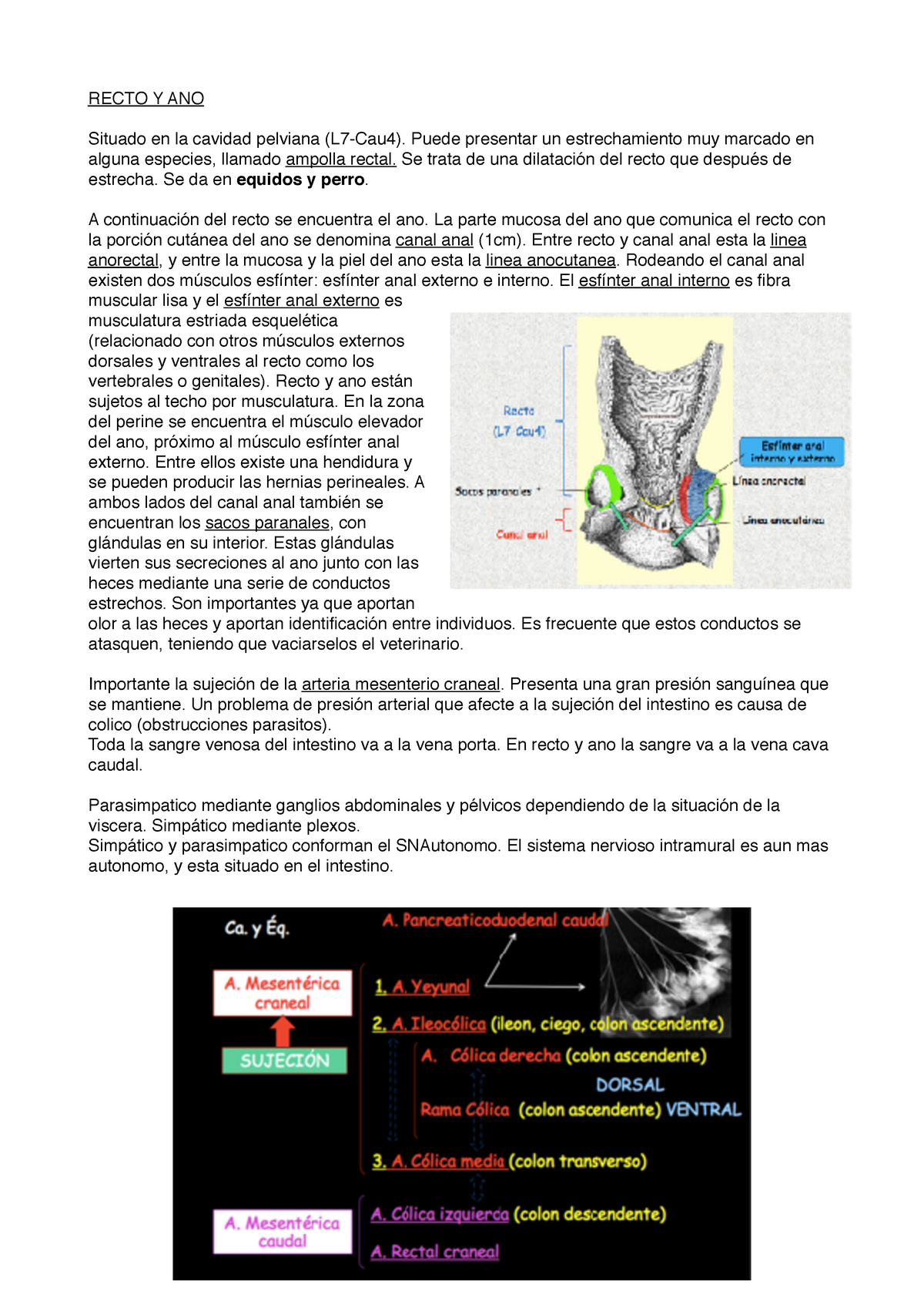 RECTO Y ANO - Se trata de una del recto que de estrecha. Se da en equidos y  perro. A del recto se - Studocu