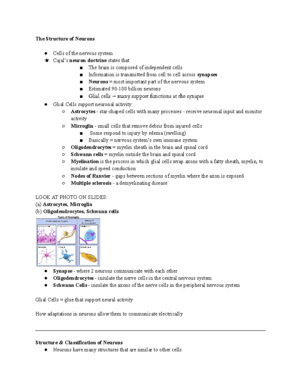 Exam 1 Notes Brain Mind And Behavior The Structure Of Neurons Cells Exam 1 Notes Brain Mind And Behavior The Structure Of Neurons Cells