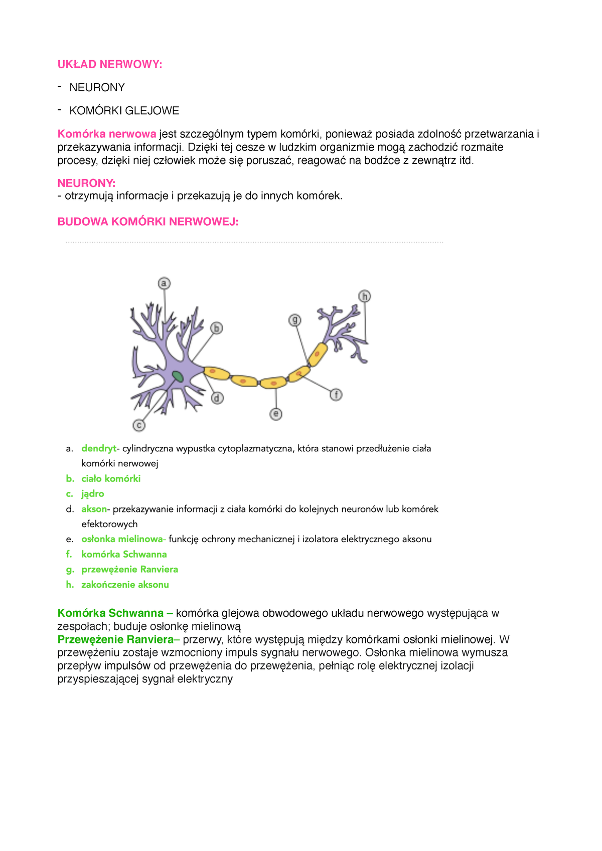 Biologia Zagadnienia Pdf UkŁad Nerwowy Neurony KomÓrki Glejowe Komórka Nerwowa Jest 9483