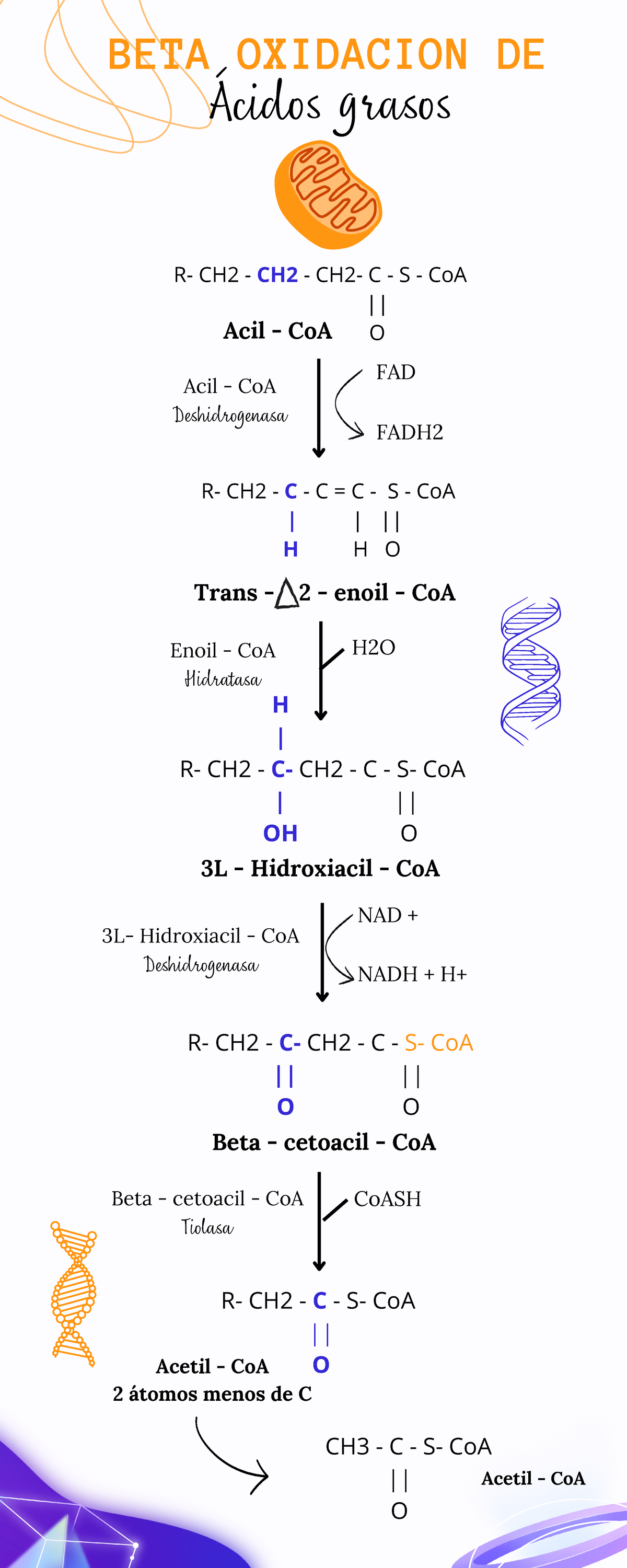 Ciclo de la Beta oxidación en las células - BETA OXIDACION DE Ácidos ...