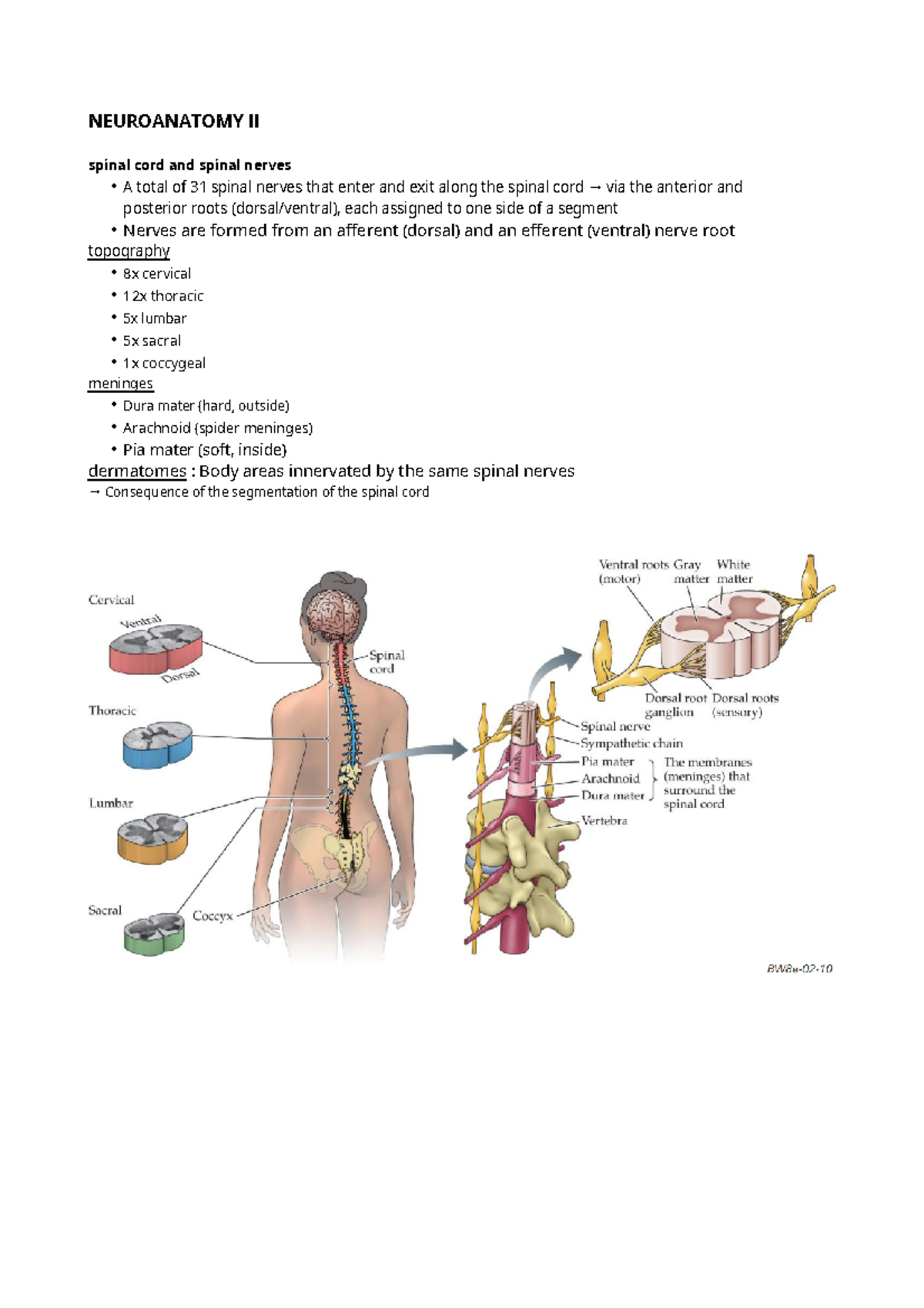 Biological Psychology I - Spinal cord and cortex - NEUROANATOMY ll ...