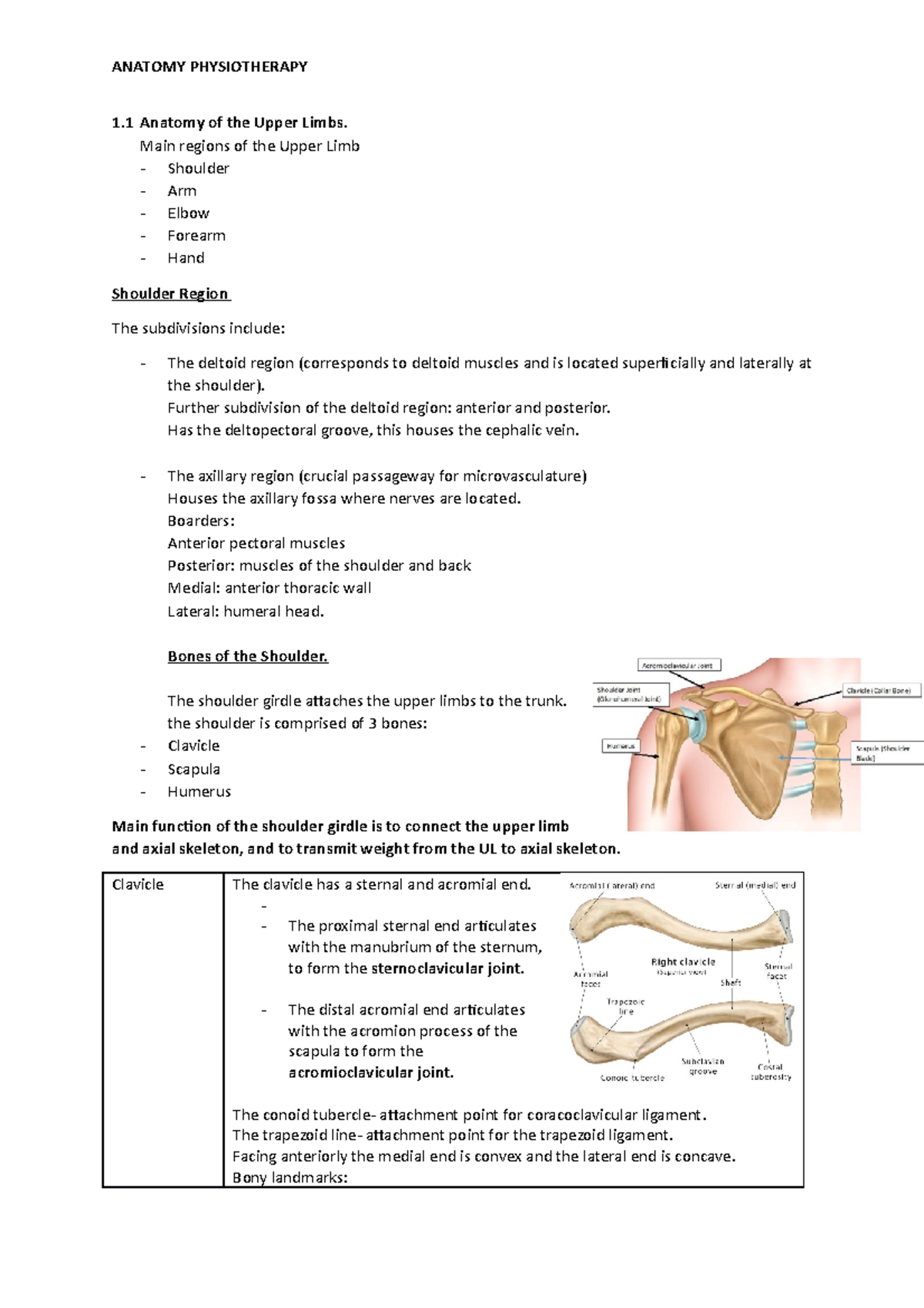 Anatomy of the Upper Limbs - Main regions of the Upper Limb - Shoulder ...