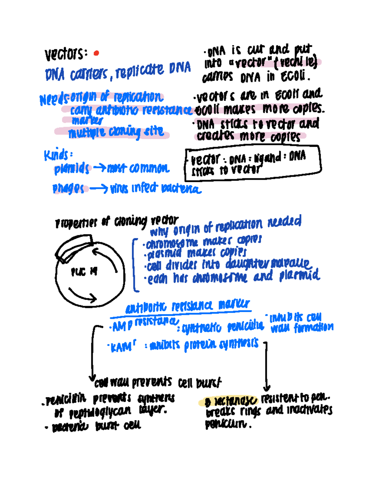 Vectors and cloning - Lecture notes 3 - BIOS-5153 - Studocu