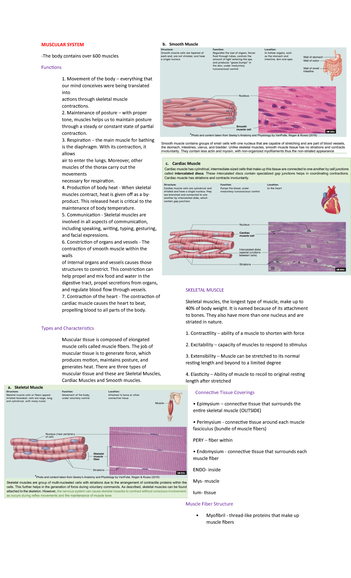 Anaphy- Midterm - First sem - MUSCULAR SYSTEM The body contains over ...