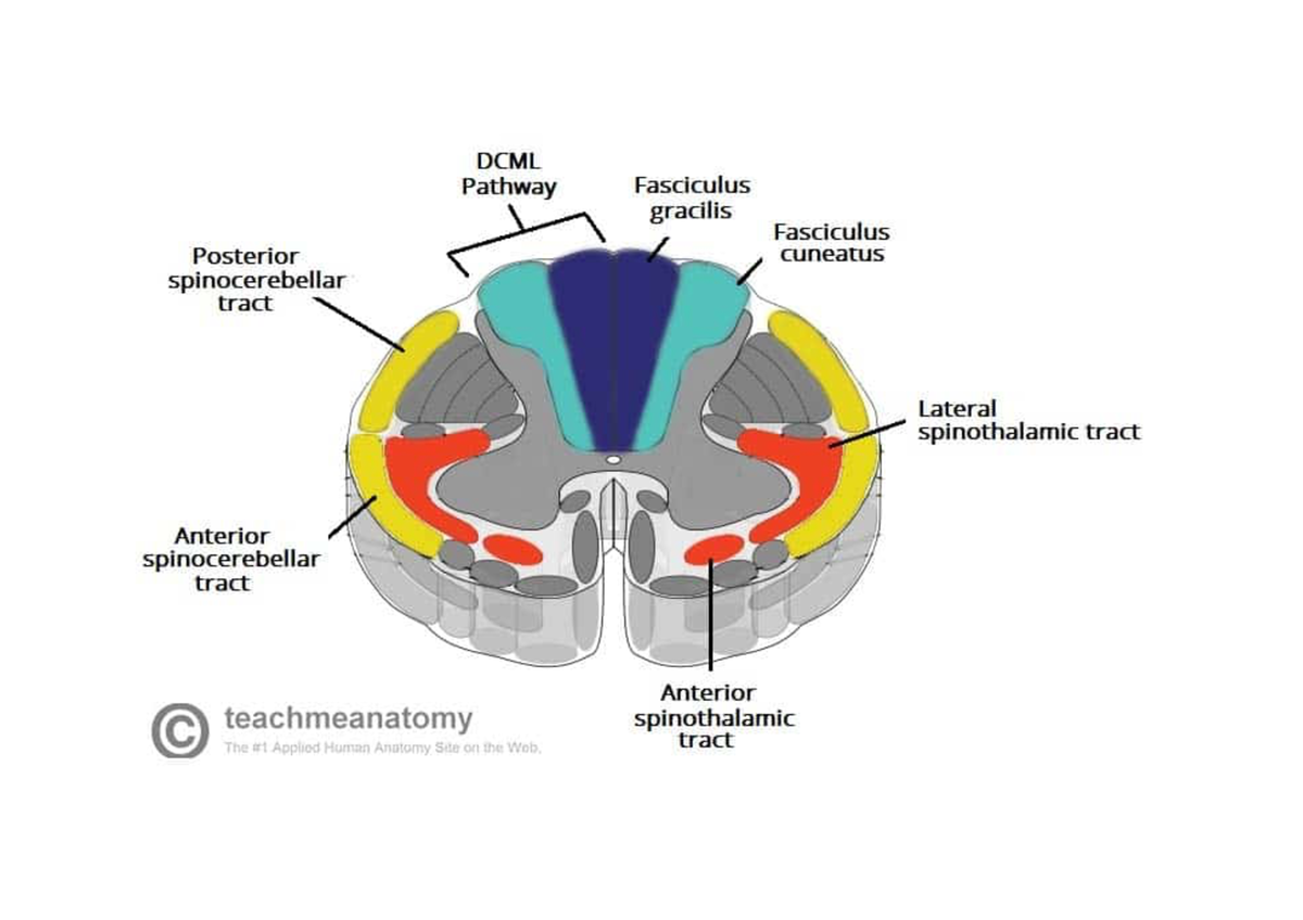 Sensory pathways ANS - anatomy notes - ANAT 204 - Studocu