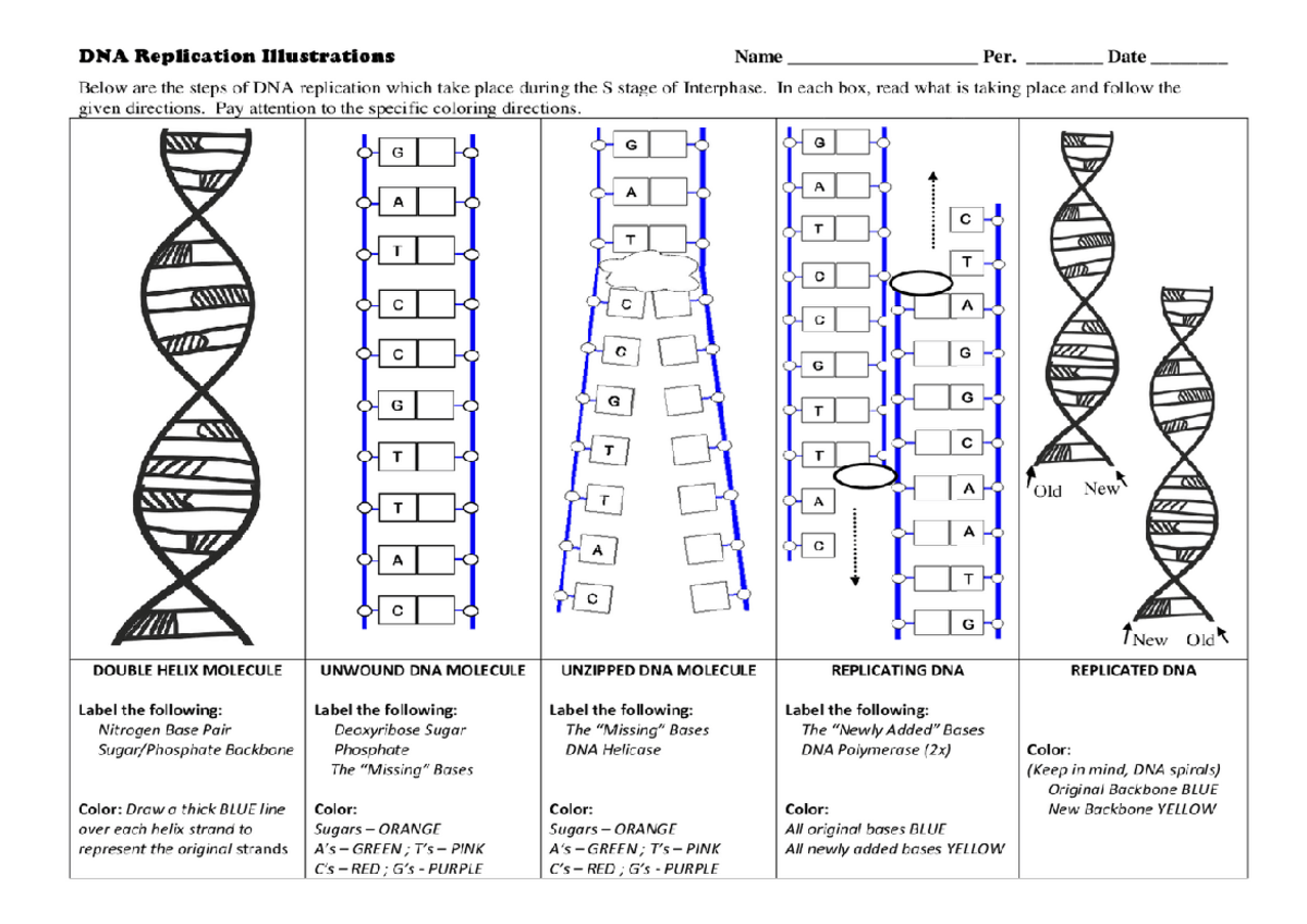 DNA- Replication- Activity - Bachelor of Science in Nursing - Studocu