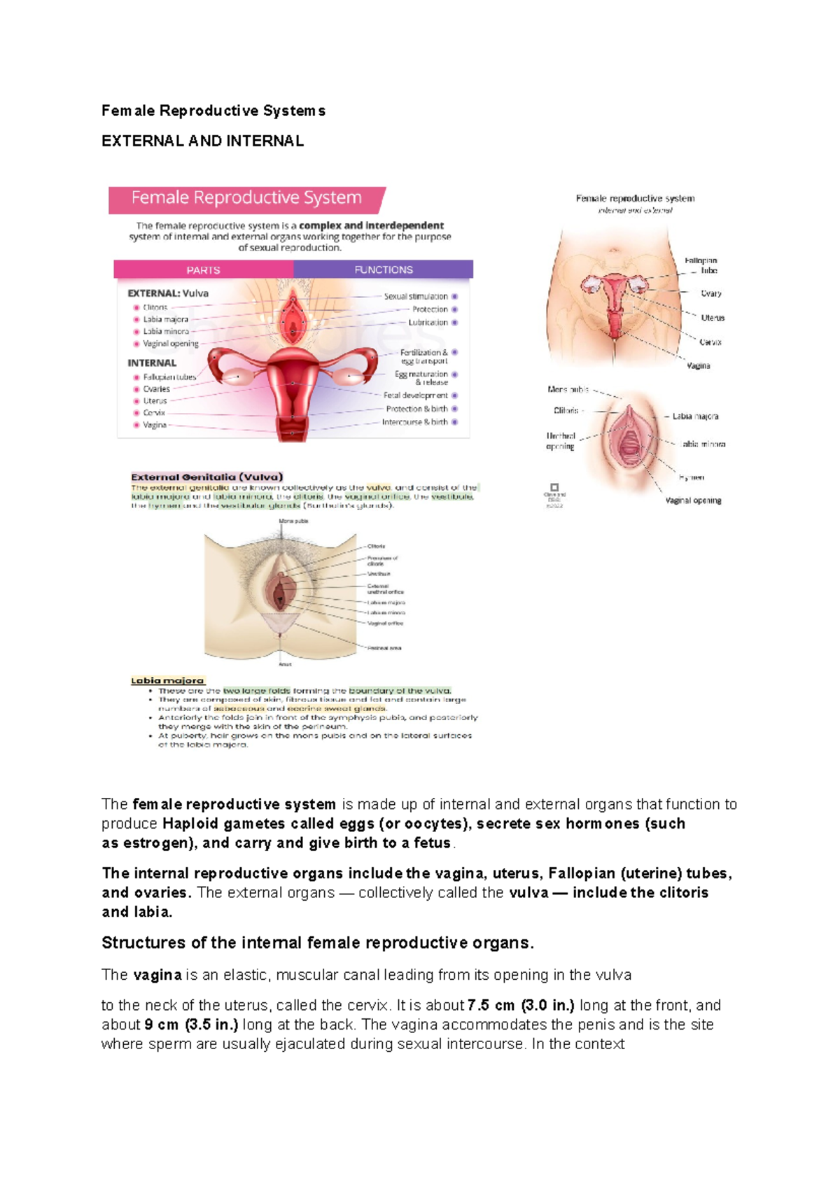 Reproductive Structures Female Reproductive Systems EXTERNAL AND
