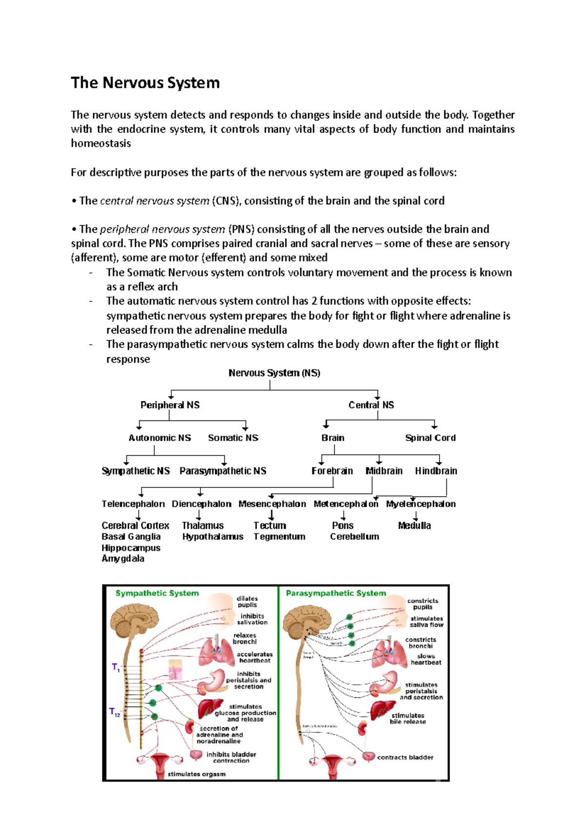 Anatomy And Physiology Nervous System Quizlet - jgeet24