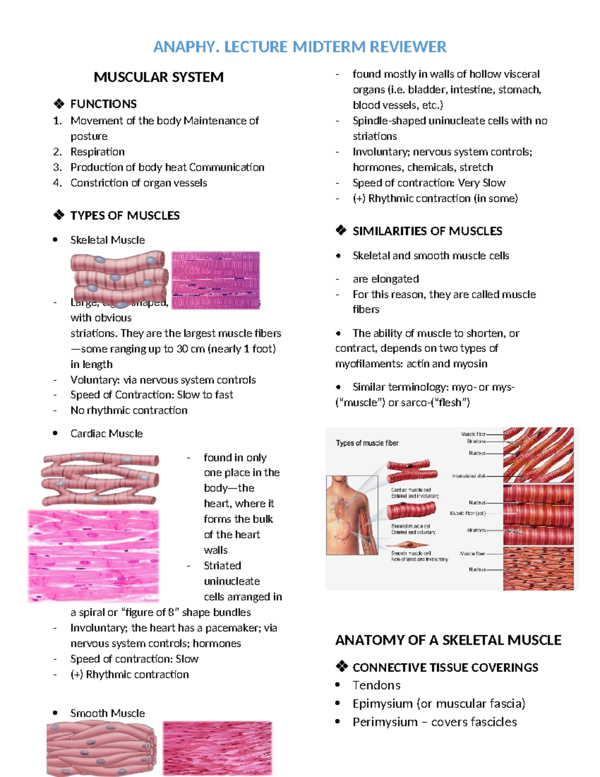 Anaphy Midterm - ANAPHY. LECTURE MIDTERM REVIEWER MUSCULAR SYSTEM ...