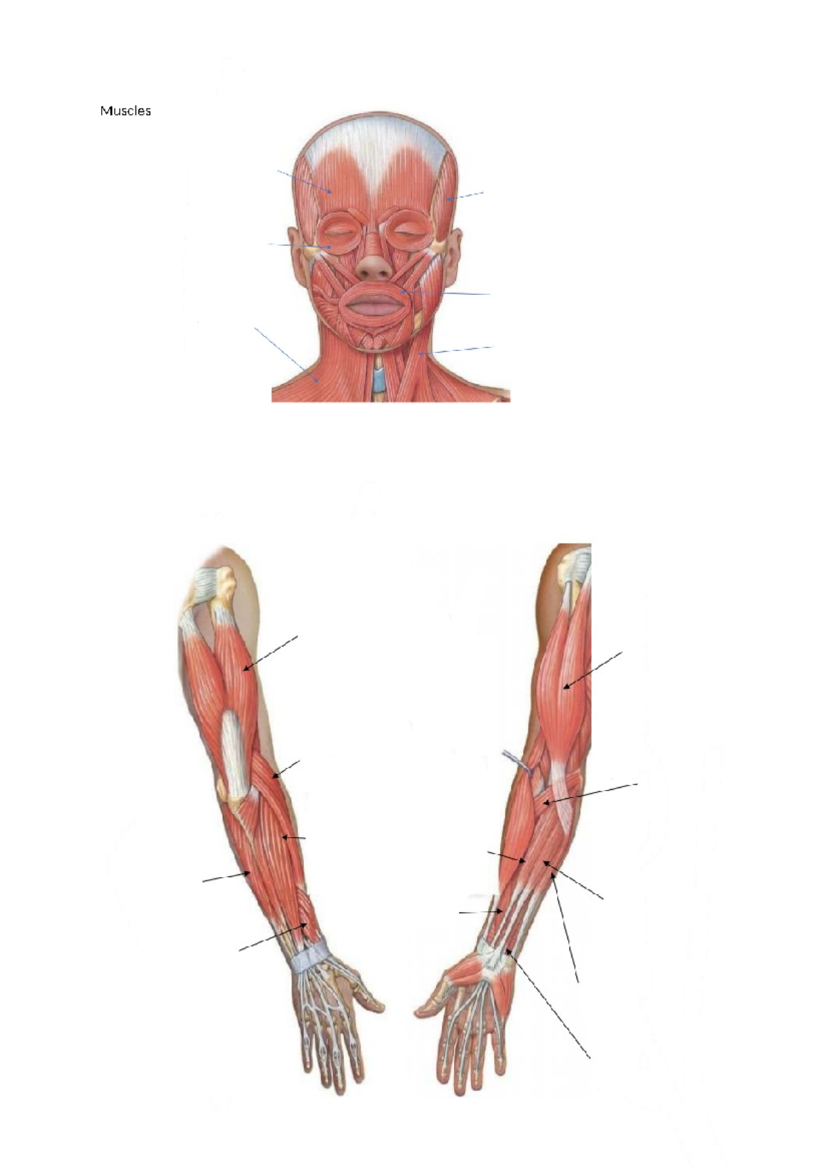 Muscles - 400868 - Studocu