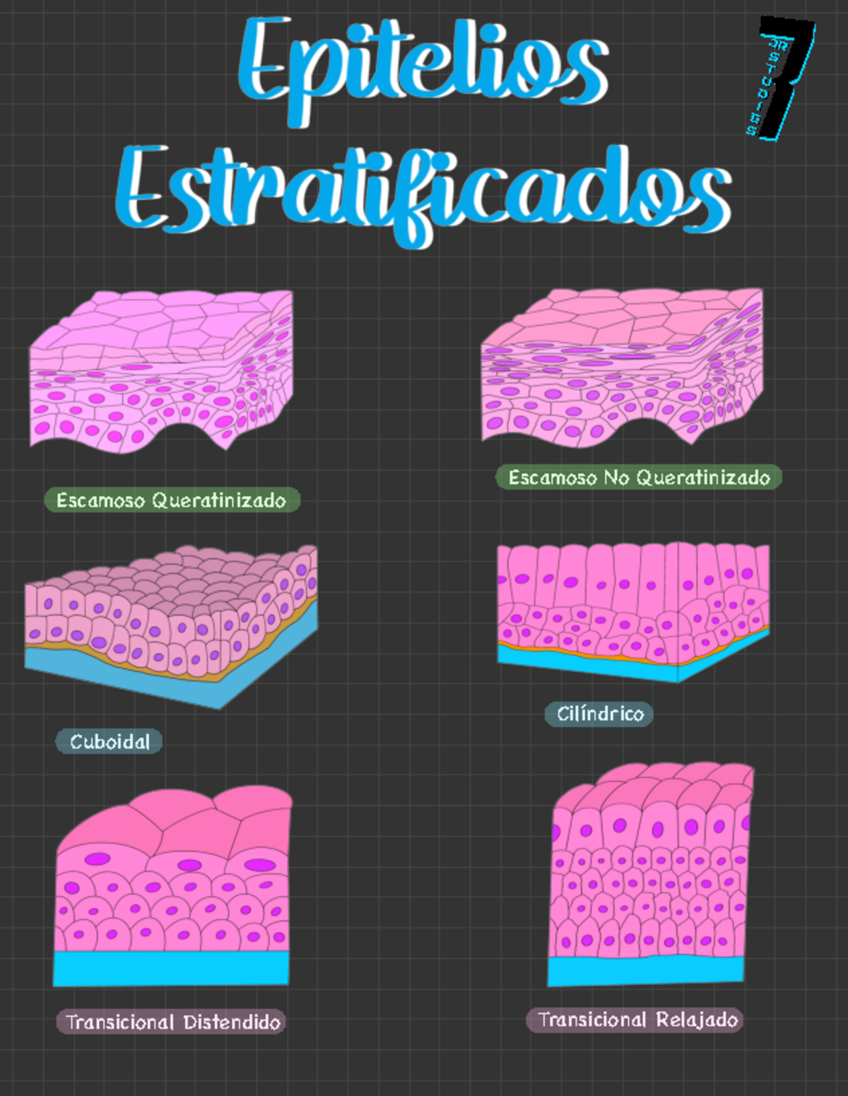 Epitelios Estratficados - Escamoso Queratinizado Escamoso No ...