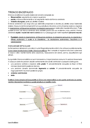 nervi cranici del tratto corticobulbare