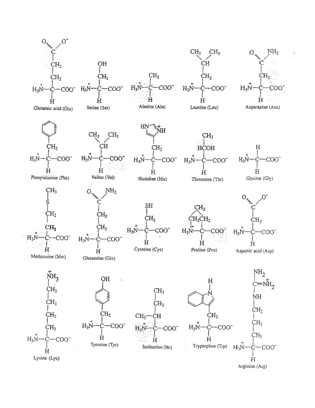 Amino Acid Chart - BIOLCHEM 212 - CH - Studocu