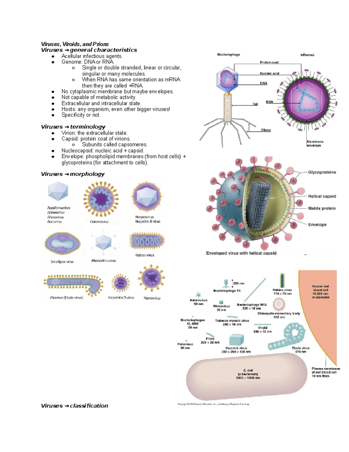 Viruses, Viroids, And Prions - Viruses, Viroids, And Prions Viruses → ...