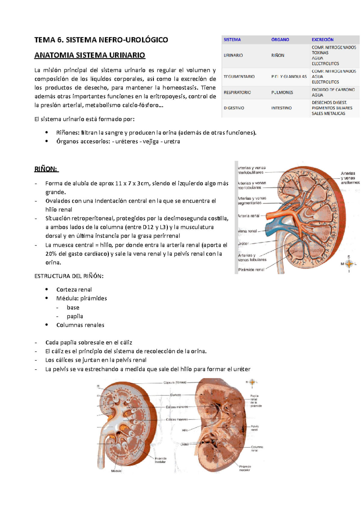Sistema Nefro-urologico - TEMA 6. SISTEMA NEFRO-UROLÓGICO ANATOMIA ...