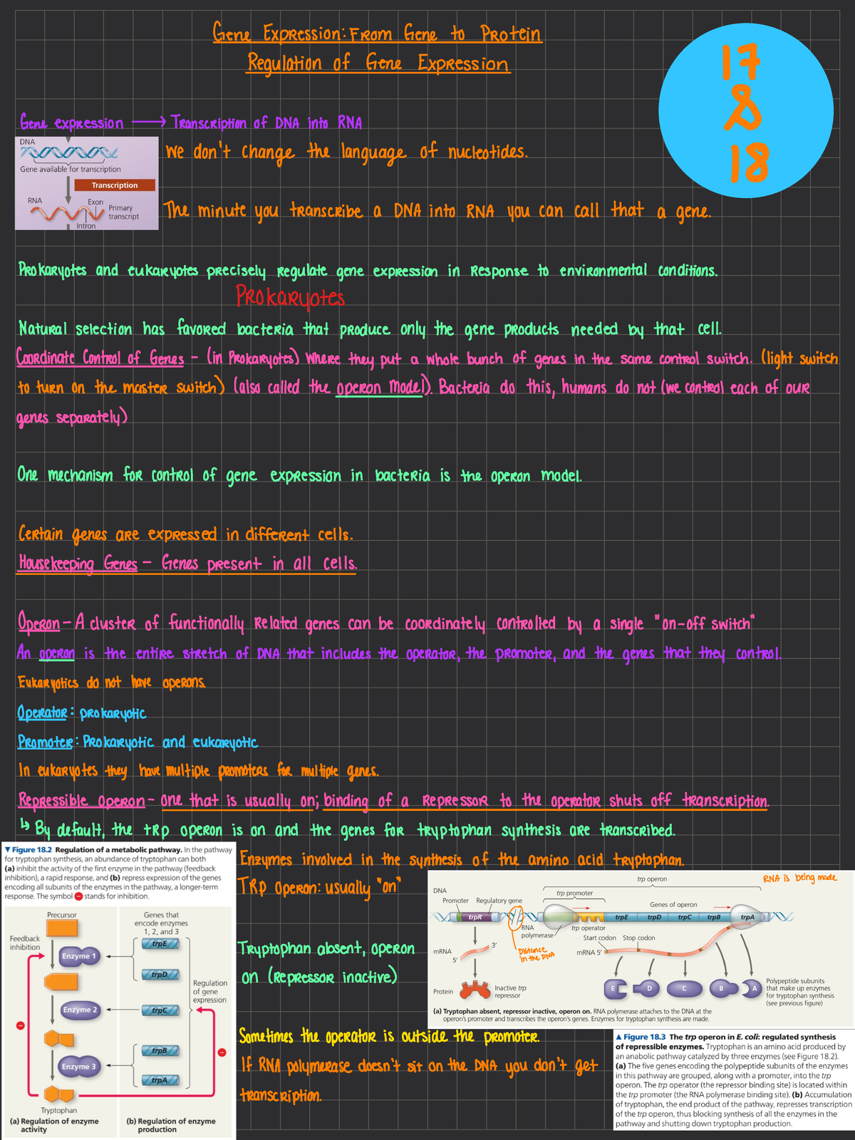 Chapter 17 And 18 - Gene Expression - BIOL 100 - Studocu