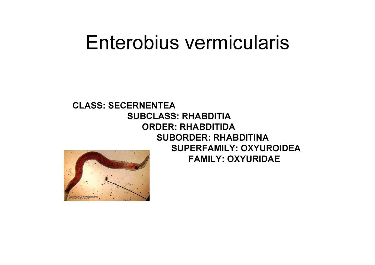 Enterobius vermicularis что это