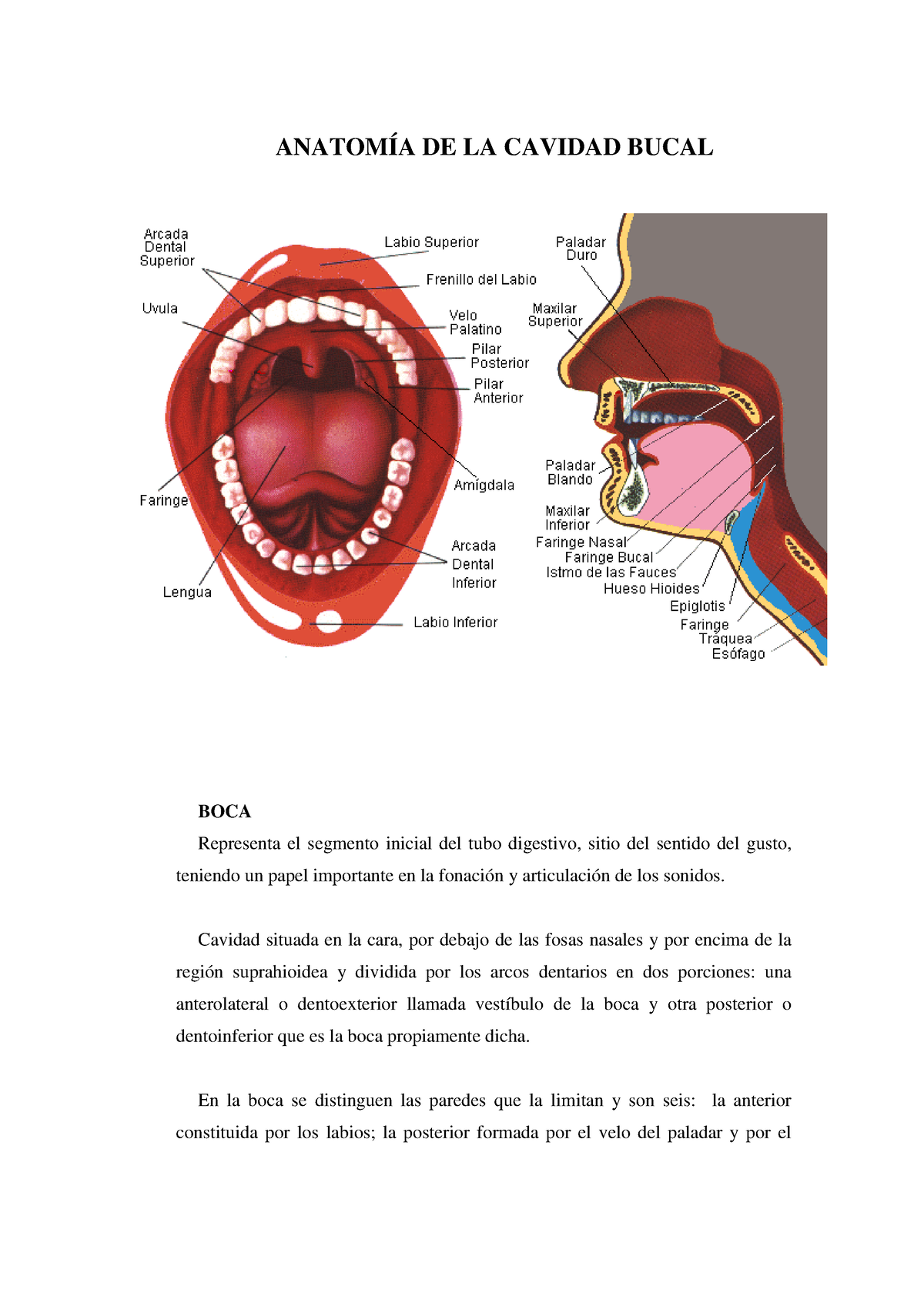 Anatomía DE LA Cavidad Bucal - ANATOMÍA DE LA CAVIDAD BUCAL BOCA ...