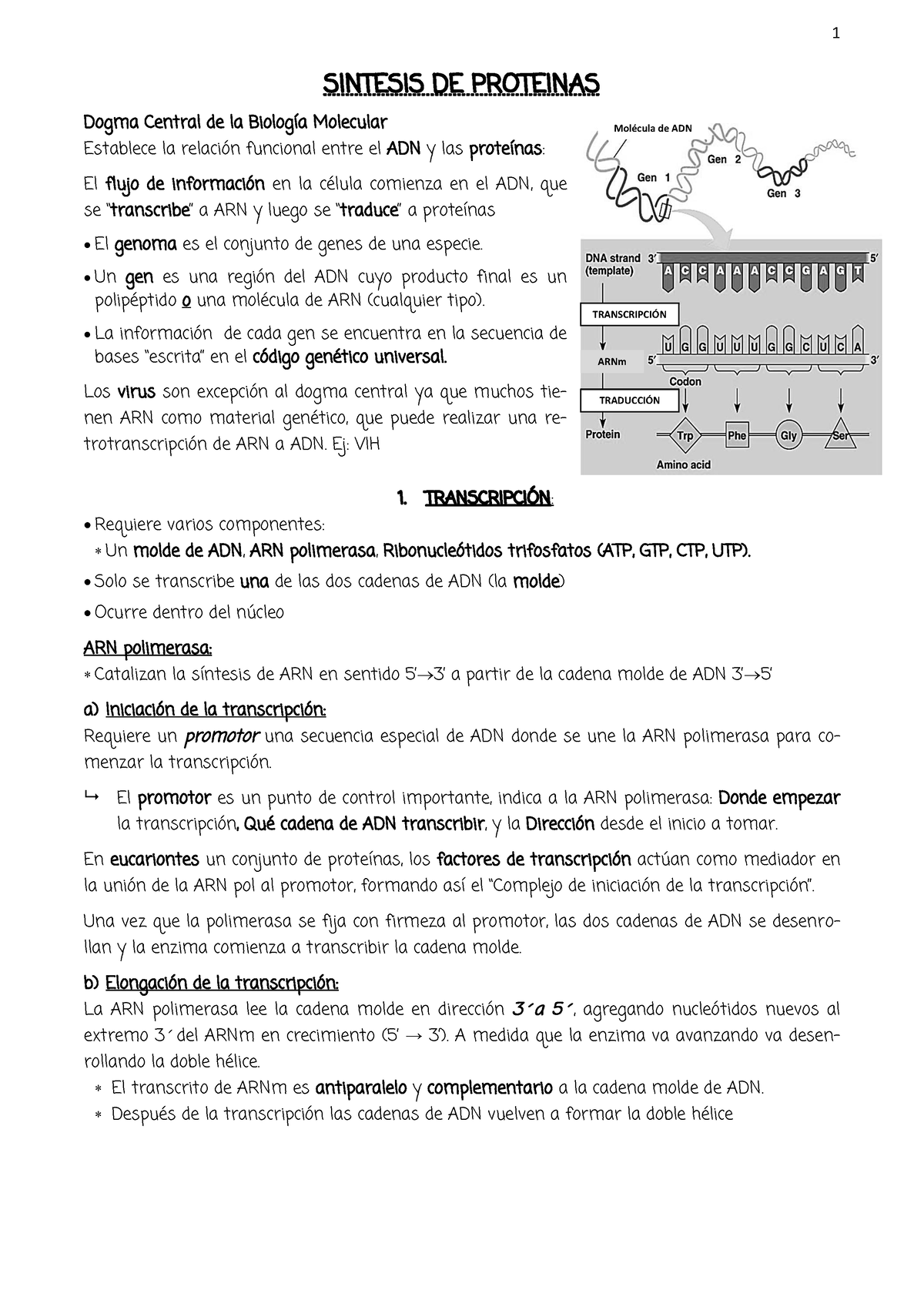 7. Síntesis De Proteínas - TRANSCRIPCI”N MolÈcula De ADN TRADUCCI”N ...