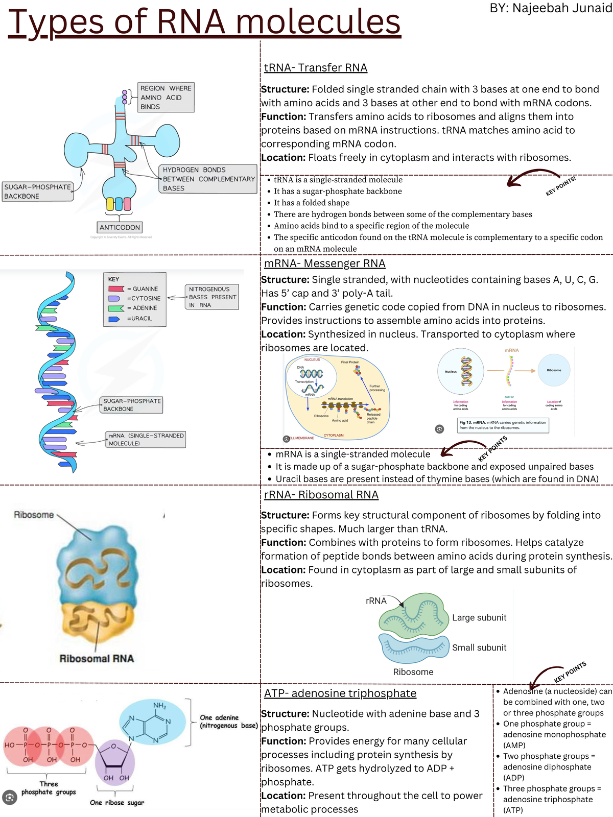 Biology RNA homework - Types of RNA molecules tRNA is a single-stranded ...