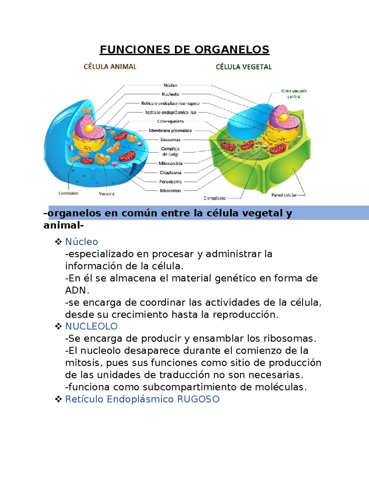 Funciones DE Organelos - FUNCIONES DE ORGANELOS -organelos En Común ...
