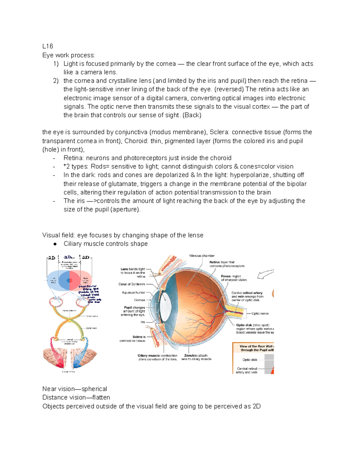 Final 2 - Molecular cell biology - L Eye work process: 1) Light is ...