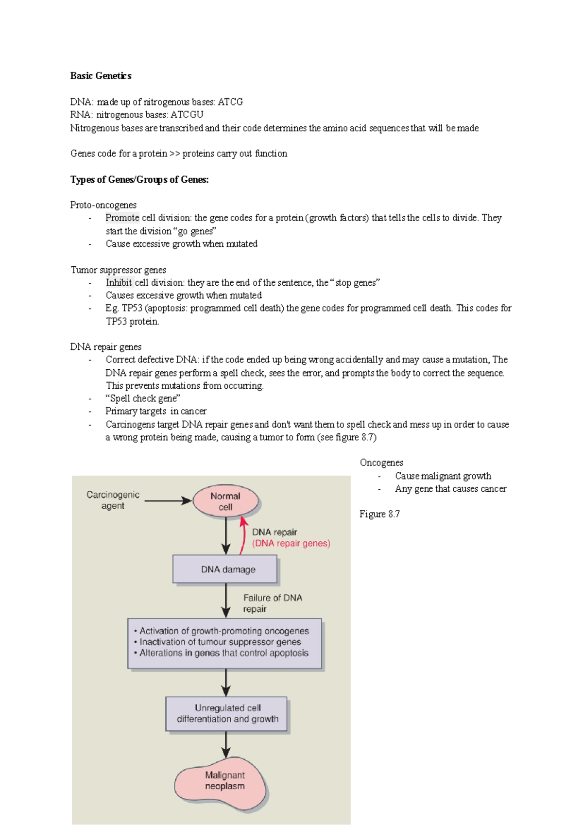 Basic Genetics - Basic Genetics DNA: made up of nitrogenous bases: ATCG ...