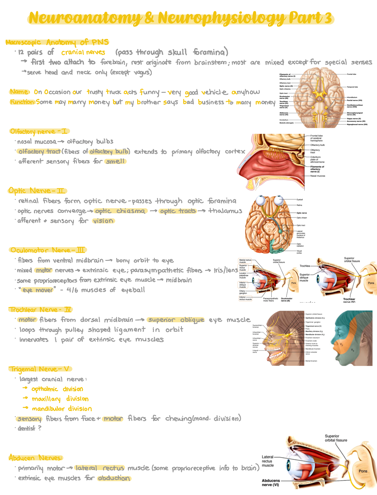 Neuroanatomy 3 - MacroscopicAnatomy OfPNS 12 Pairsof Cranialnerves ...