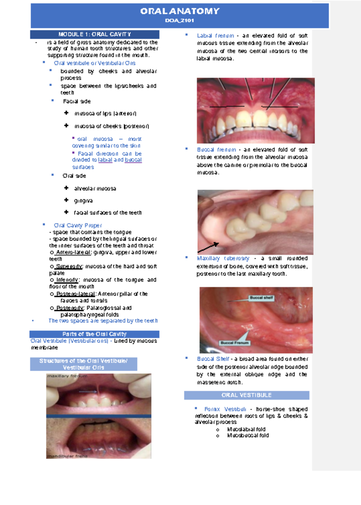 M1 9 oral ana.pdf (2)-cropped - DOA_ MODULE 1: ORAL CAVITY is a field ...