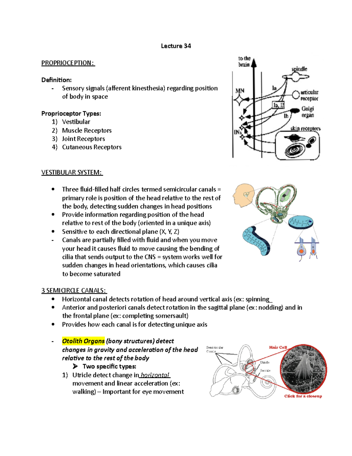 Lecture 34 Notes - Lecture 34 PROPRIOCEPTION: Definition: - Sensory ...