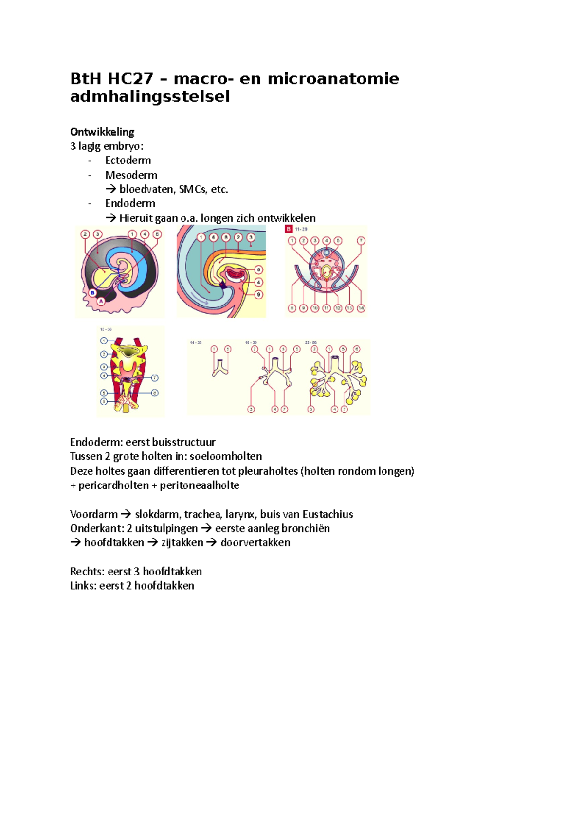 Basis Tot Homeostase HC27 BtH HC27 Macro En Microanatomie Admhalingsstelsel Ontwikkeling 3