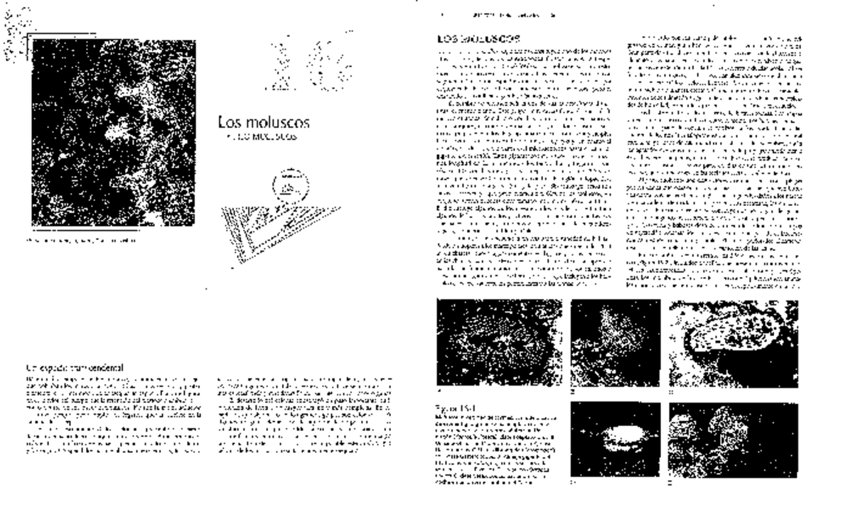Zoología Principios Integrales de Hickman-1-255-173-255 - Zoologia de