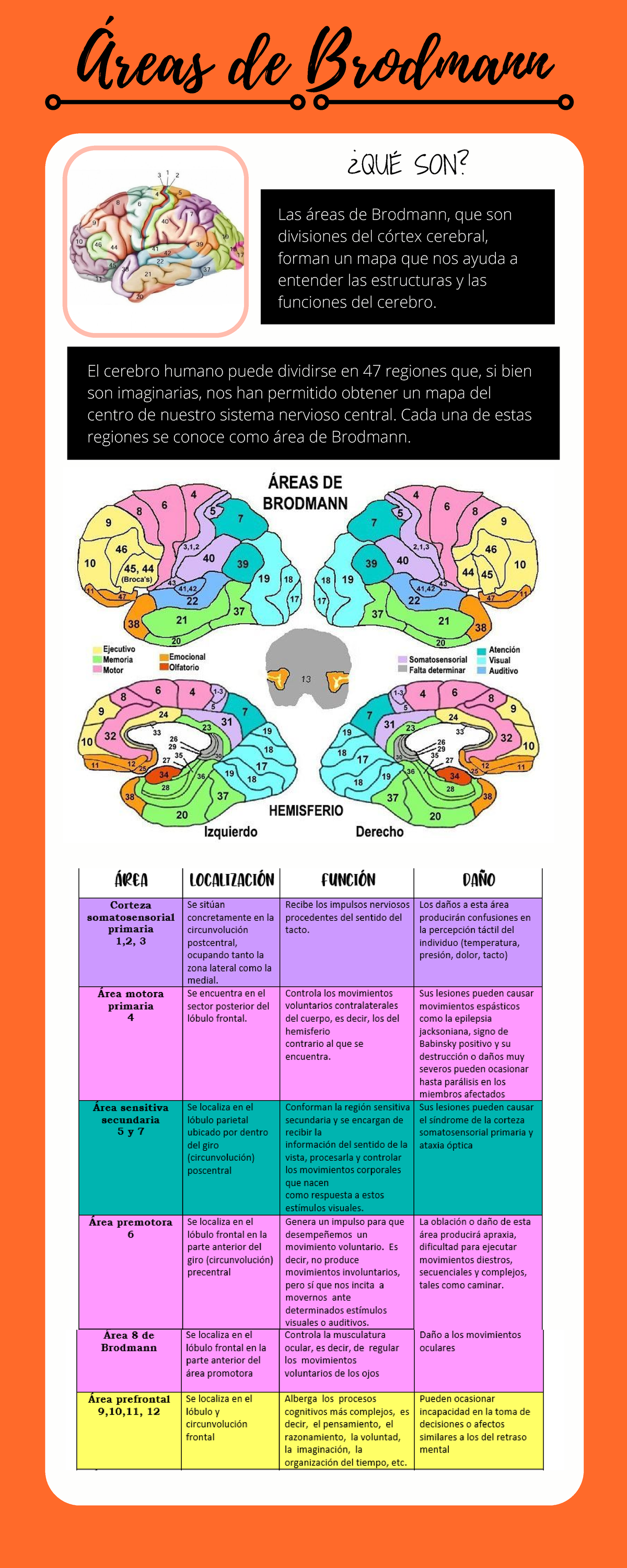 3 Infografias - SNC - apuntes - Áreas de Brodmann Las áreas de Brodmann ...