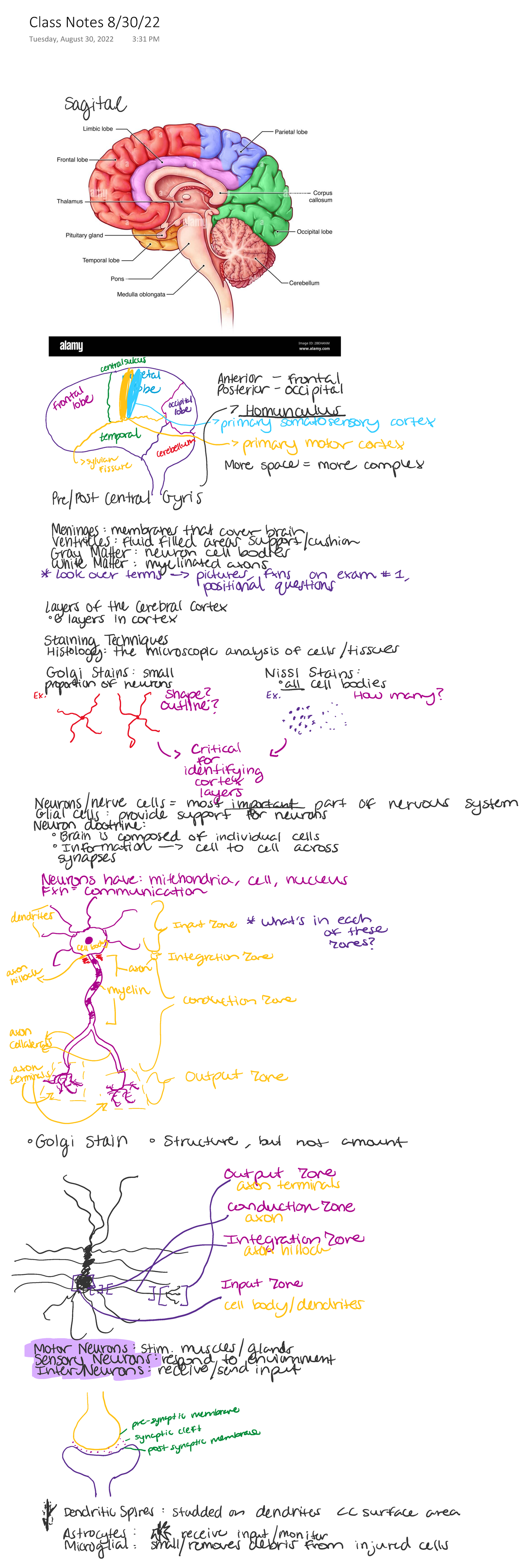 Class Notes 8/30/22 - PSYC 012 - Class Notes 8/30/ Tuesday, August 30 ...