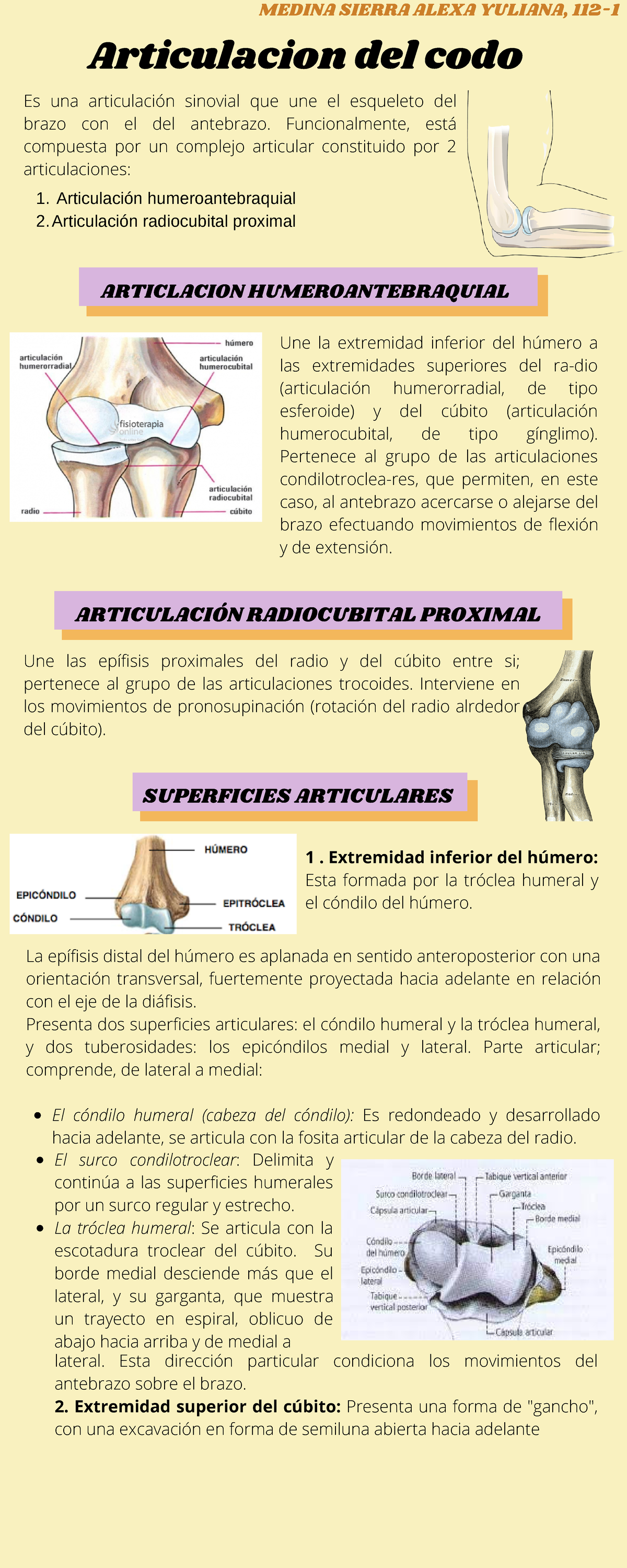 articulación radiocubital superior