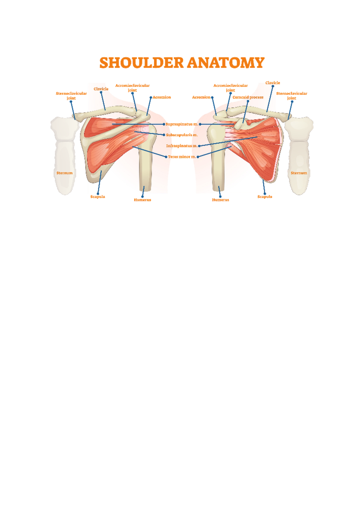 Donh - function anatomy - SHOULDER ANATOMY Clavicle Acromioclavicular ...