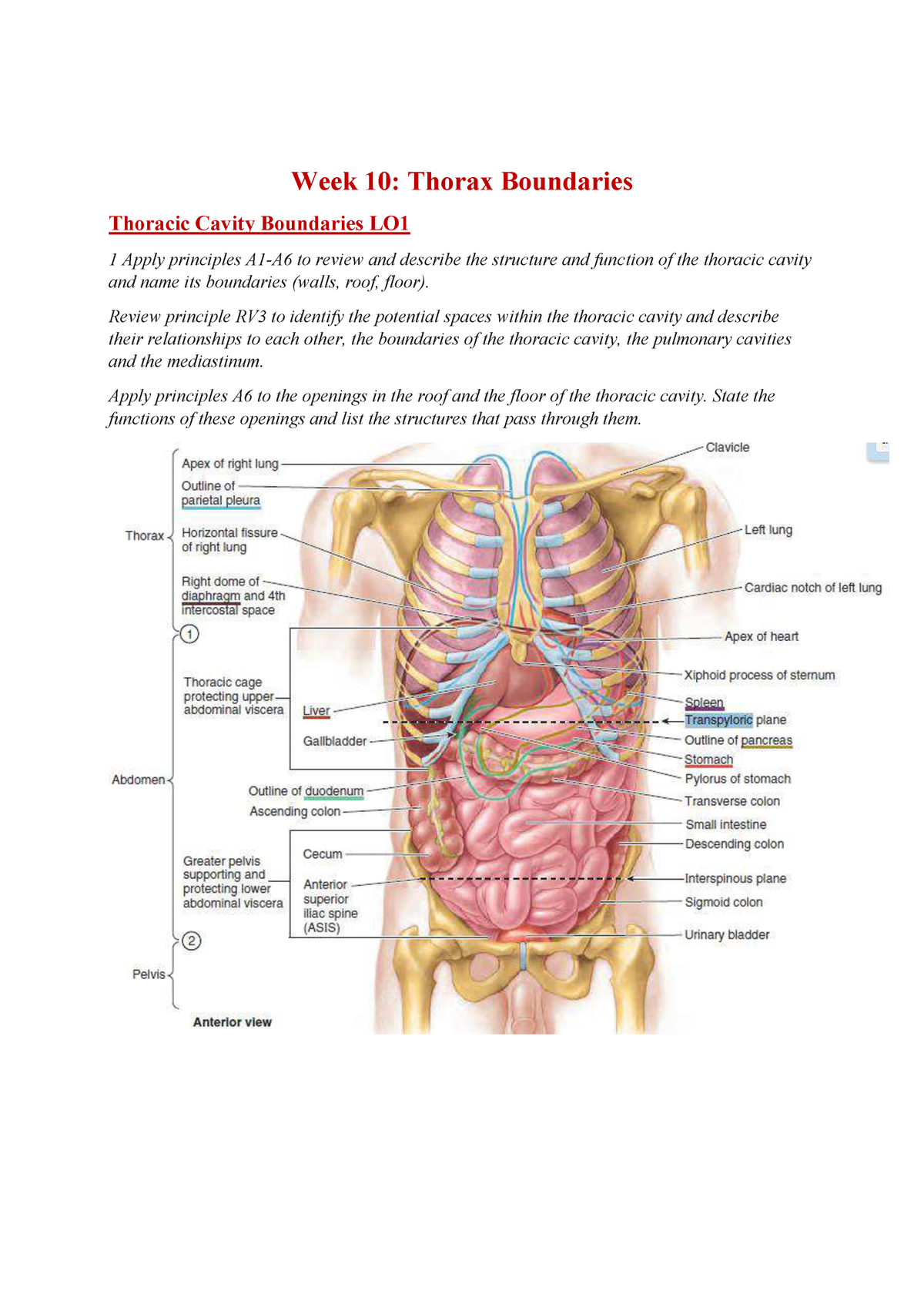 Lecture Notes Thorax Learning Objectives Studocu