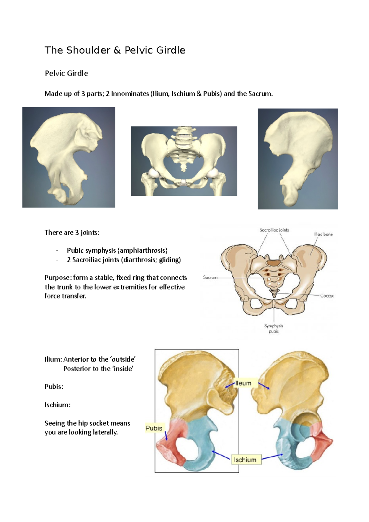 The Shoulder Pelvic Girdle The Shoulder Pelvic Girdle Pelvic 
