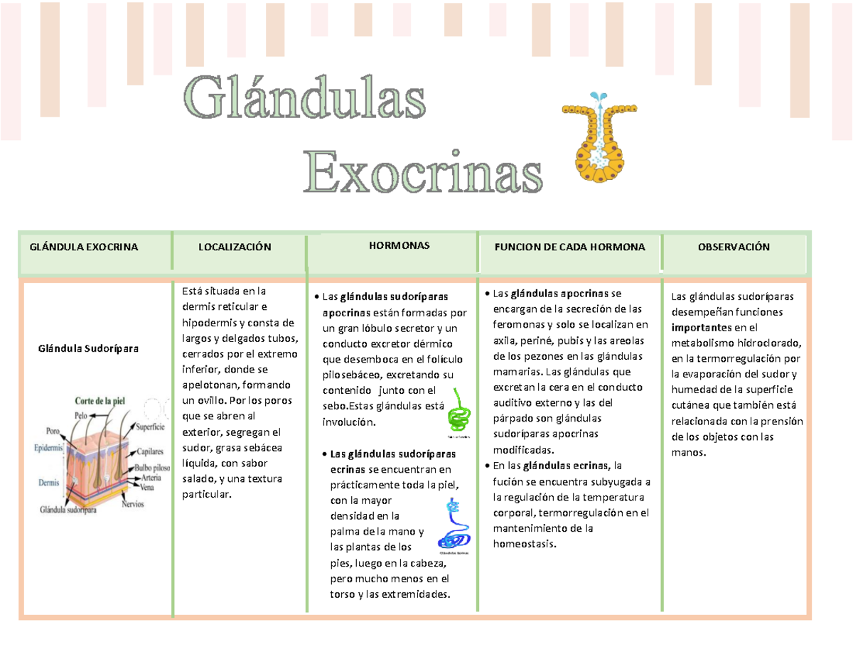 Glandulas-exocrinas - glandulas exocrinas fisiologia medicina ...