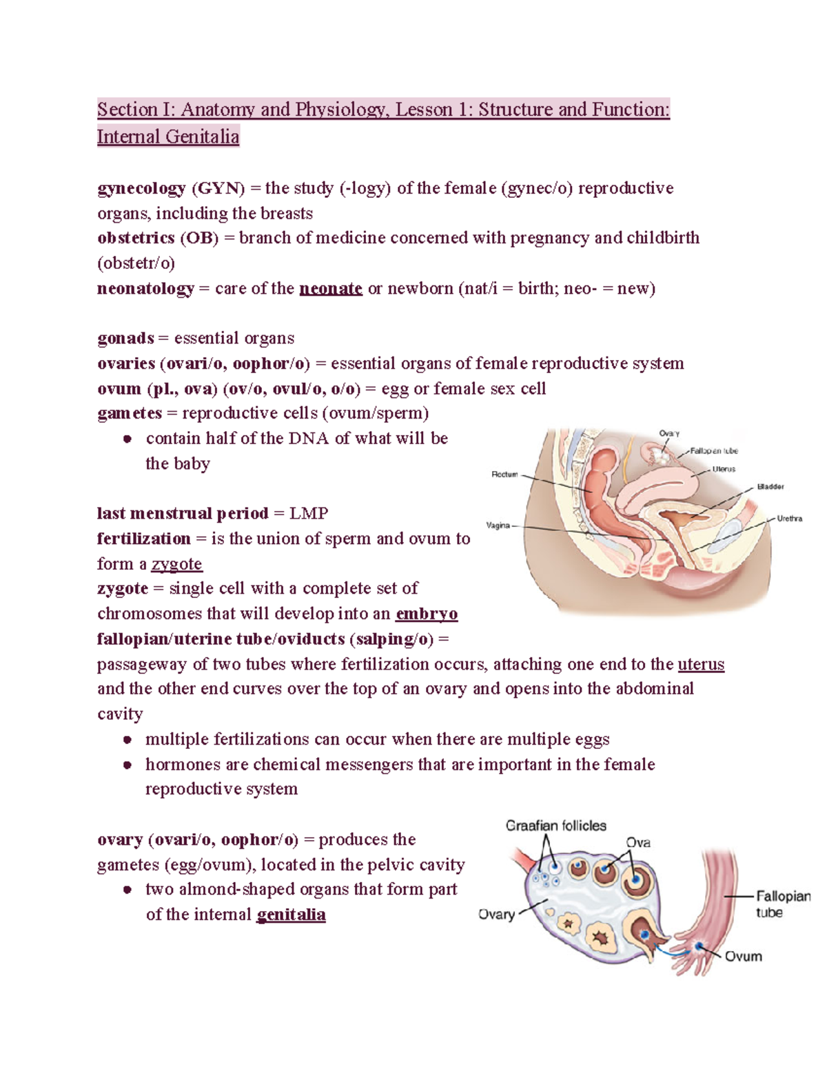 Module 8 - female reproductive system - Section I: Anatomy and ...