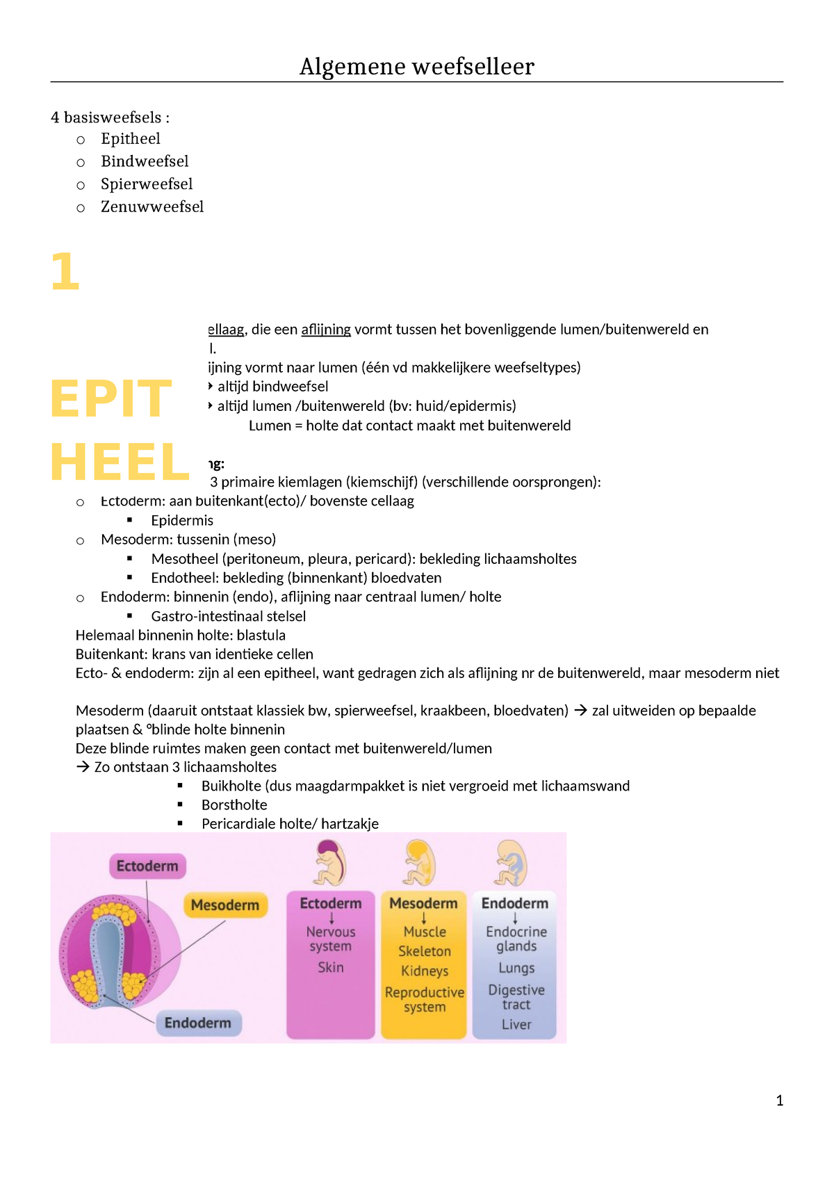 Samenvatting CAWL - Epitheel - Algemene Weefselleer 4 Basisweefsels : O ...