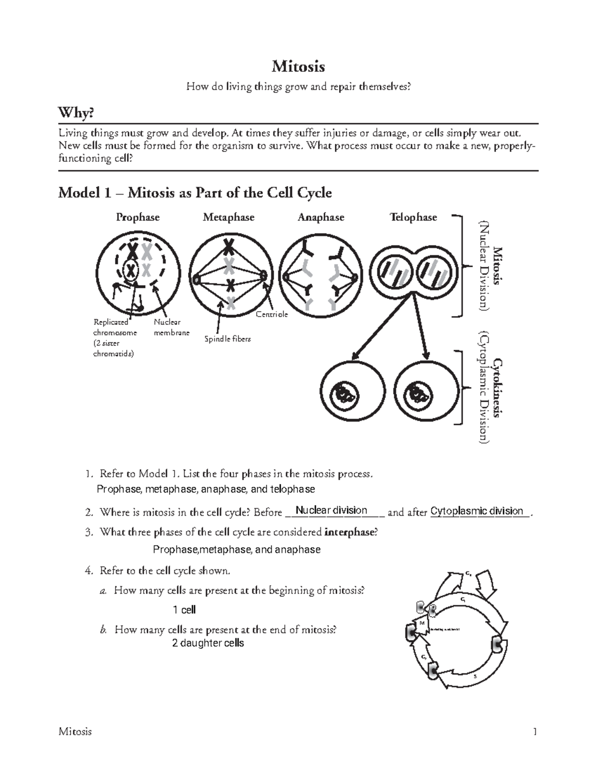 Mitosis Pogil Worksheet Mitosis 1 Mitosis How do living things grow