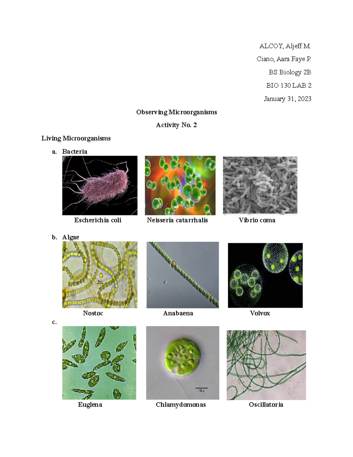Activity 2 - Goodluck - ALCOY, Aljeff M. Ciano, Aara Faye P. BS Biology ...
