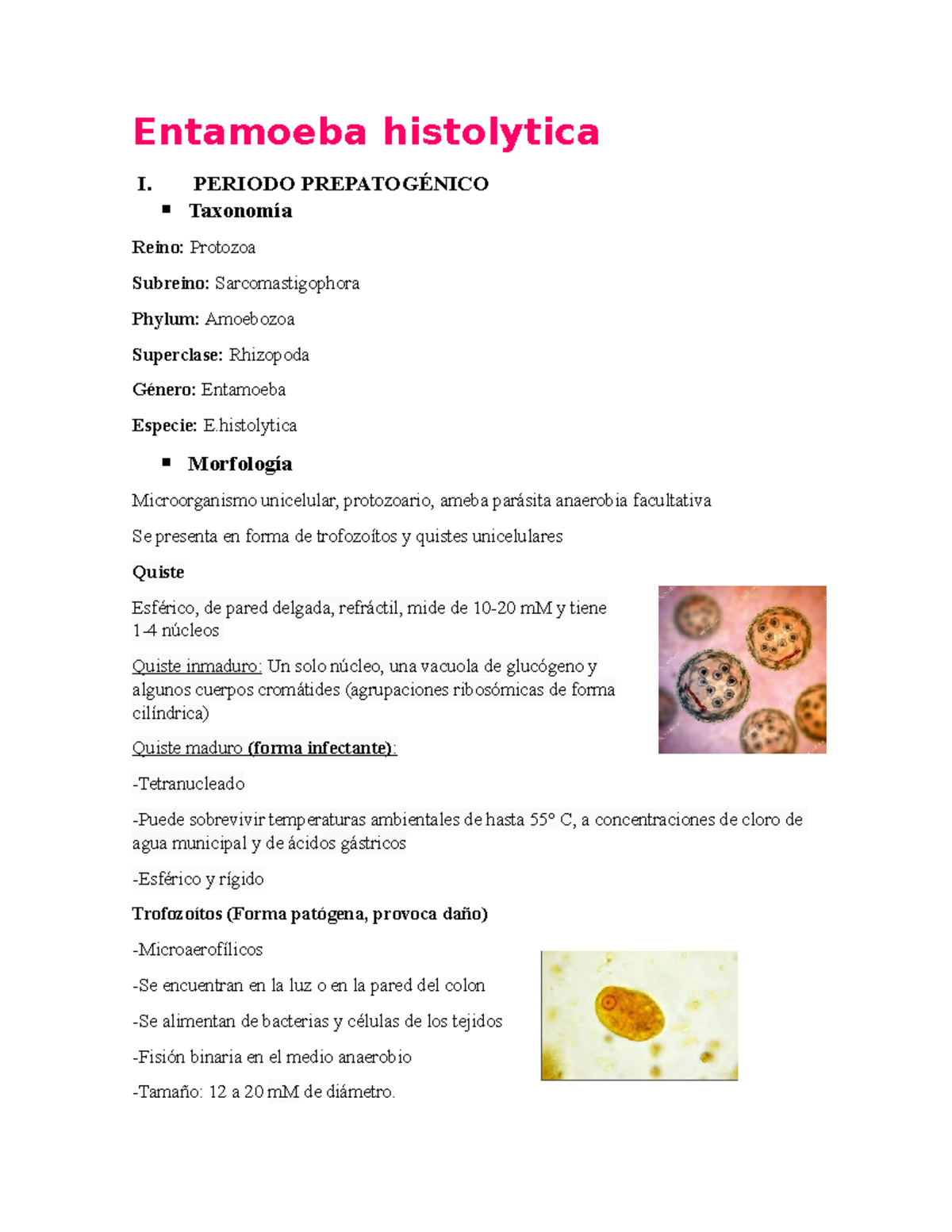 Guia 1 Guía Microbiologia 1 Entamoeba Histolytica I Periodo PrepatogÉnico Taxonomía Reino 6186